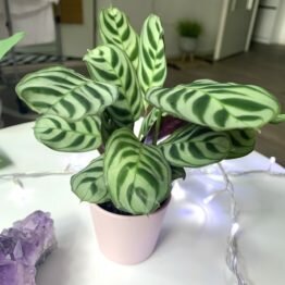 D29F68E8-2049-4107-A79A-43C86E9ED546