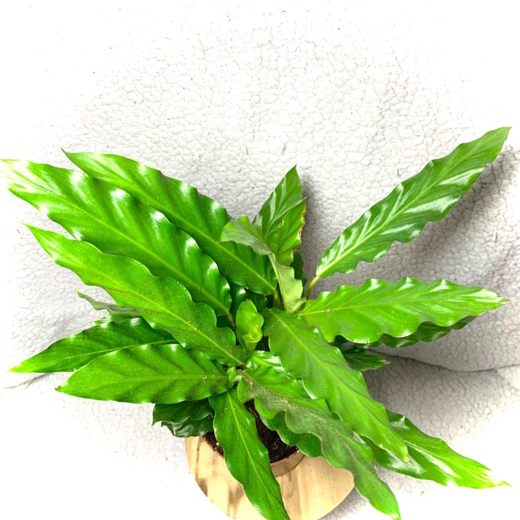 Calathea WaveStar - Shop Ta Plante 🌱