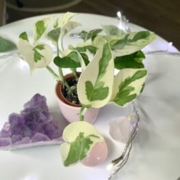 548C015E-D8C4-42DE-BAAB-68688A596A89