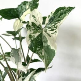 8FC2C213-90A5-4C66-9482-1094CF6B7584 8FC2C213-90A5-4C66-9482-1094CF6B7584