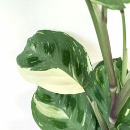 7AB78A55-640E-4724-B7DE-5F1E99E10026