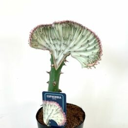 F13BF9F1-4812-4C83-9760-2A6769893987 F13BF9F1-4812-4C83-9760-2A6769893987