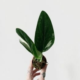 39D36BC0-F660-4BE9-9EE4-7BC0A0FE0928