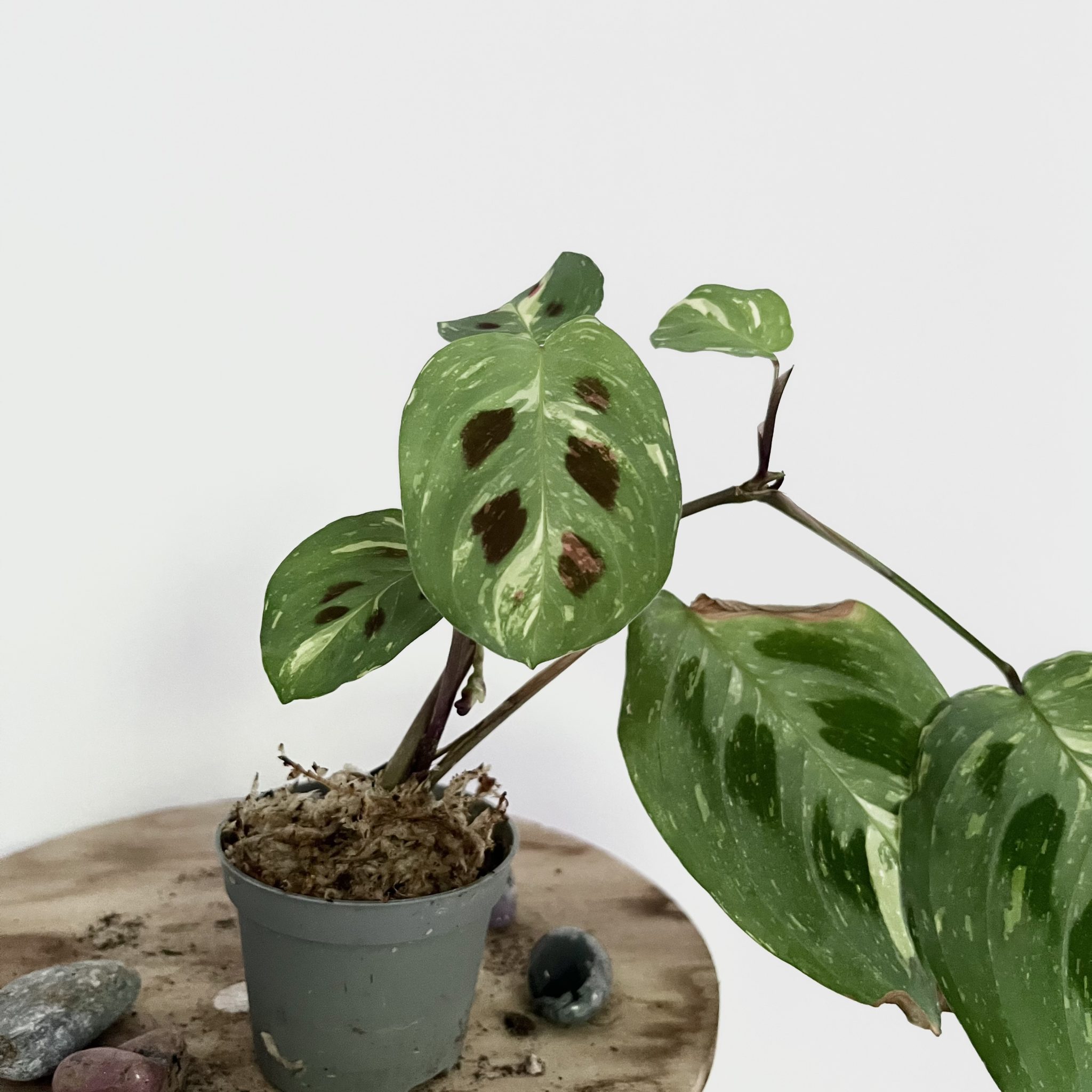 Bouture de Maranta Kerchoveana Variegata - Shop Ta Plante 🌱