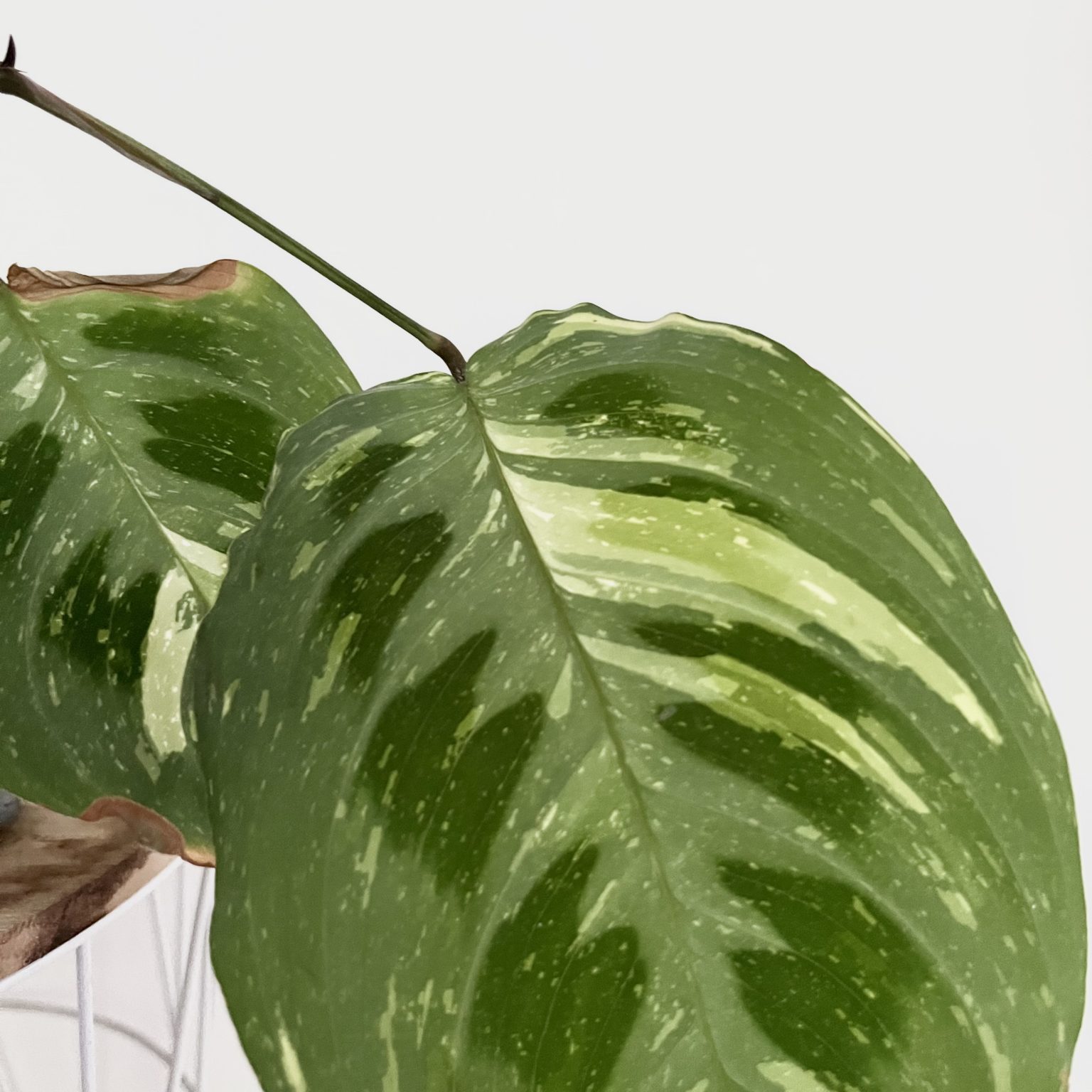 Bouture de Maranta Kerchoveana Variegata - Shop Ta Plante 🌱