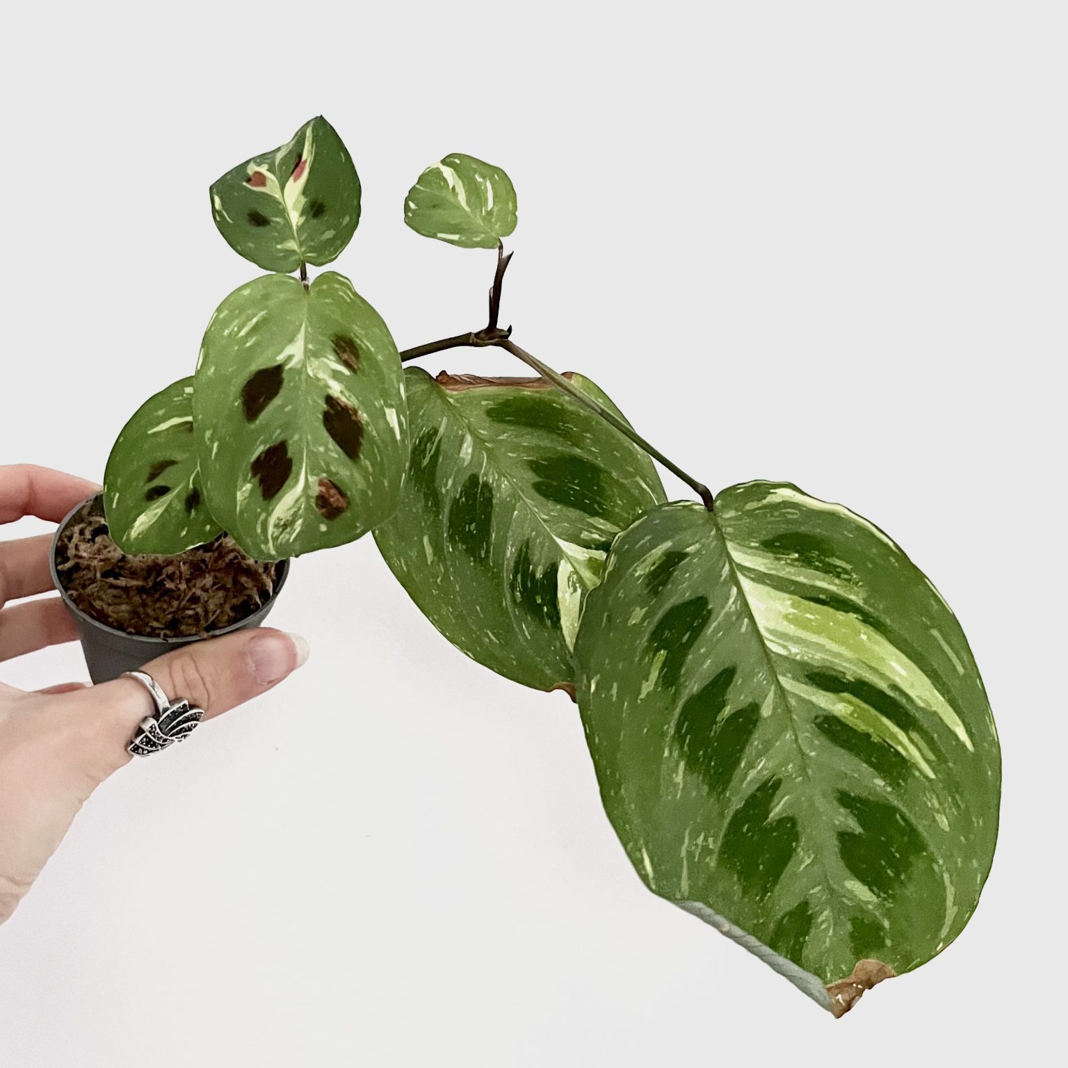 Bouture de Maranta Kerchoveana Variegata - Shop Ta Plante 🌱