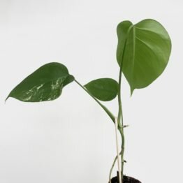 D8055A42-FCEF-437F-A270-BE89736E9338