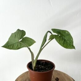 Bouture Syngonium Variegata 3