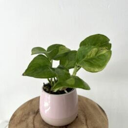 Bouture de Pothos Aureum Golden 2