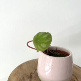 Bouture de Peperomia Watermelon 1
