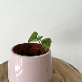 Bouture Syngonium Variegata 4