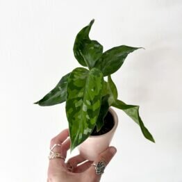 Aglaonema Pictum Tricolor
